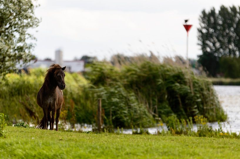 Paard bij de IJssel by Wijnand Medendorp