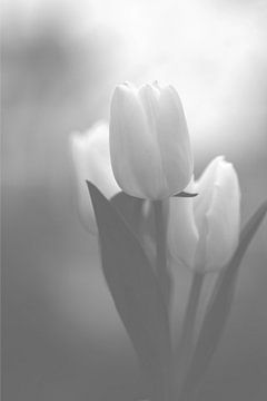 Tulp in Zwart wit van Fotos by Angelique