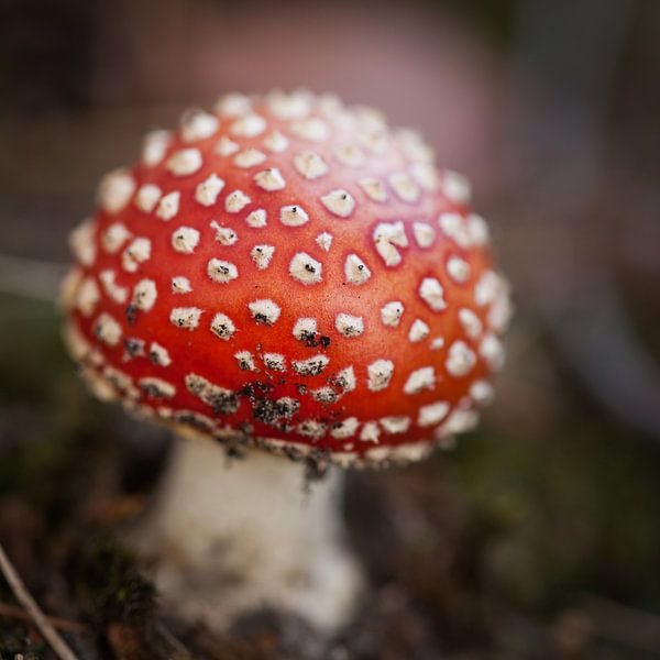 Vliegenzwam by Arjan Benders