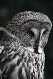 Lappeneule in Schwedens Natur von Yoan Izetov