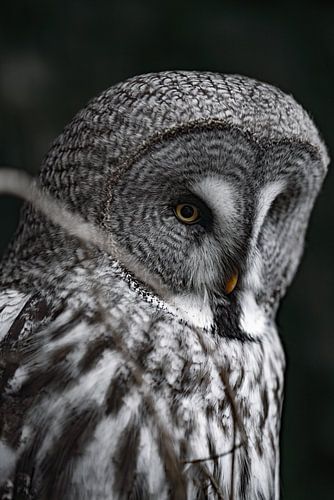 Lappeneule in Schwedens Natur von Yoan Izetov
