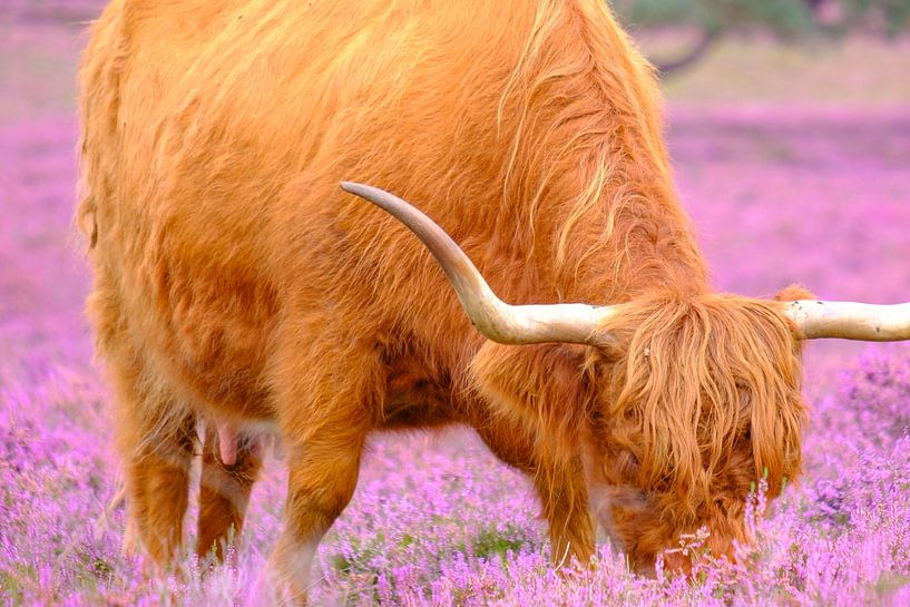 Scottish Highland cattle in a blooming heather field during summer by Sjoerd van der Wal Photography