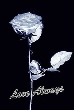 Love Always Zilverkleurige Roos - Silver Rose