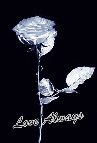 Love Always Zilverkleurige Roos - Silver Rose by Esther Kamminga