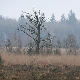 Un arbre chauve solitaire dans la forêt sur L Swinkels
