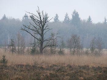 Einsamer kahler Baum im Wald