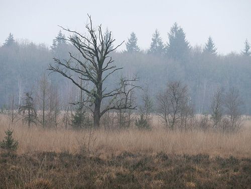 Einsamer kahler Baum im Wald