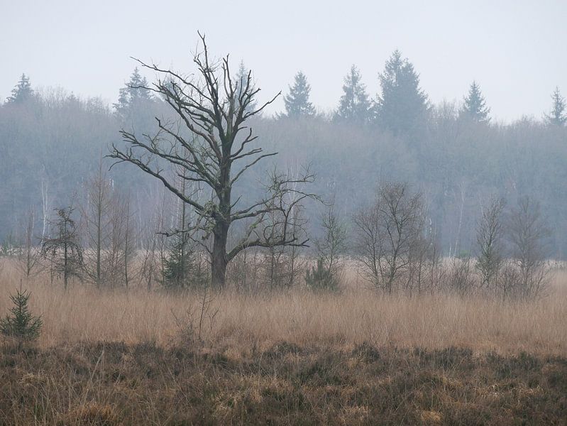 Lonely bald tree in the forest by L Swinkels