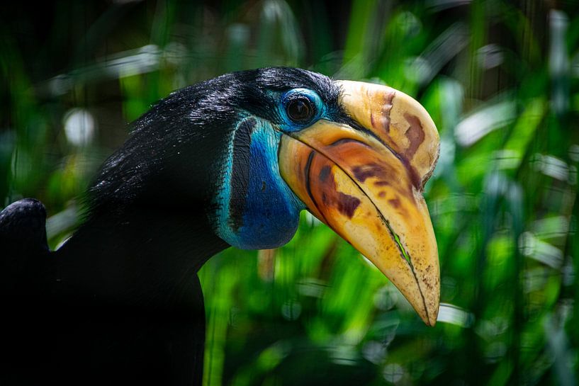 L'oiseau annuel de Sulawesi par Denise Vlieland