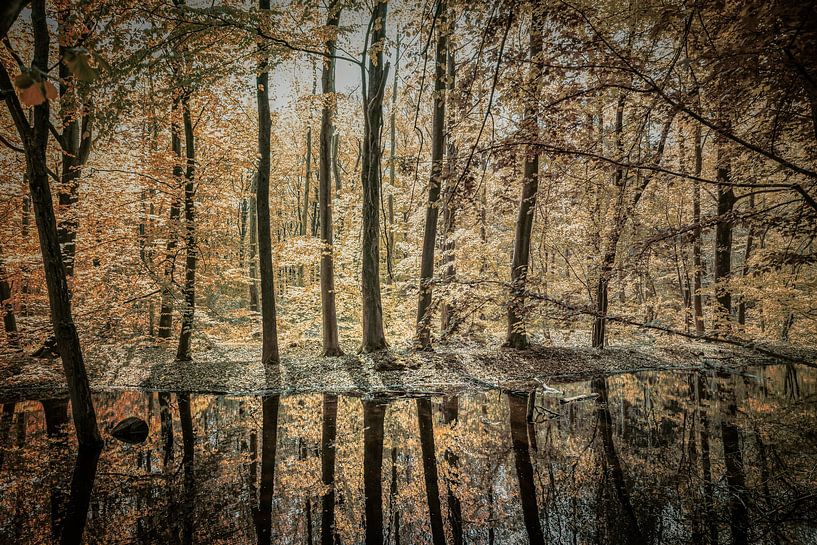 Waterloopbos by Monica Zimmermans