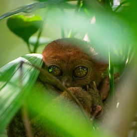 Filipino ghost animal (Carlito syrichta) by Anneloes vd Werff