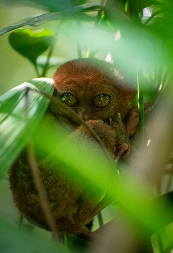 Filipino ghost animal (Carlito syrichta)