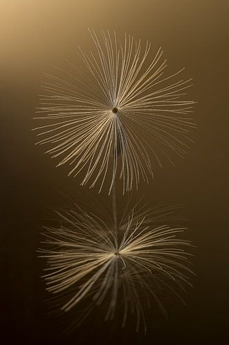 In het warme gouden licht: Een pluisje