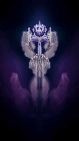 Borage by Tanja Tarras