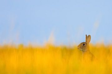 A rabbit in a beautiful field with yellow grass.