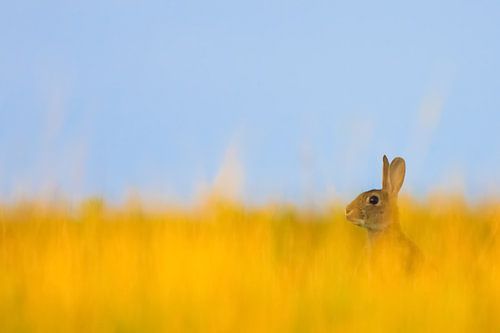 Een konijn in een mooi veld met geel gras.