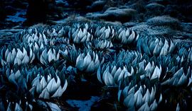 0060 Mint Kenya - Scan From Analog Film by Adrien Hendrickx