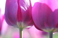 Roze tulpen detail van Willy Sybesma thumbnail