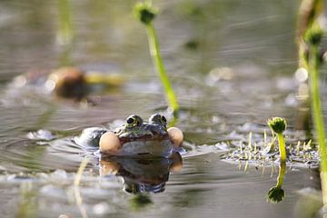 Vijverkikker (Pelophylax esculentus) van Dirk Rüter