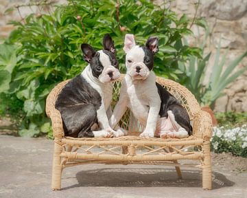 Boston Terrier puppies by Katho Menden