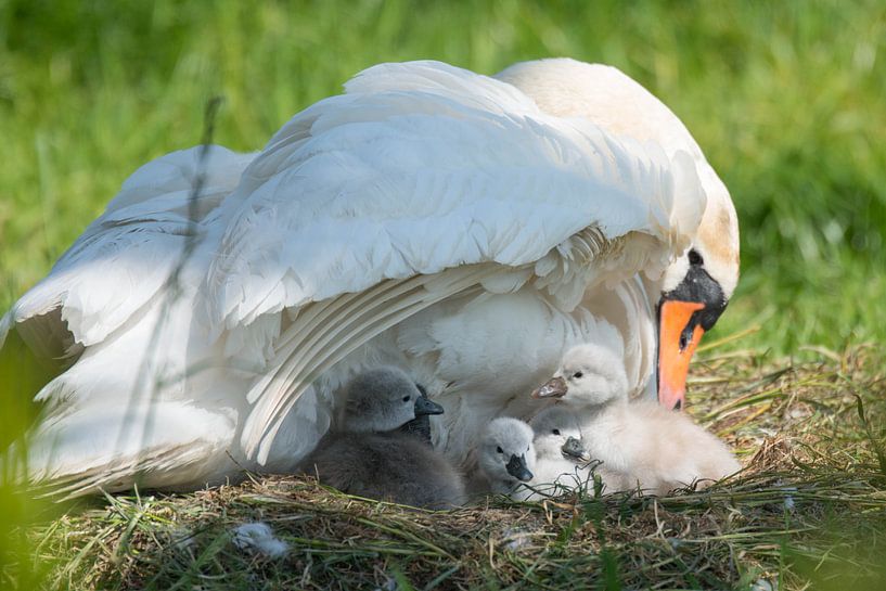 cygne avec garçon sous l'aile par Bart Hardorff