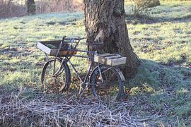 Fahrrad, alte Eiche von Debby Frijn