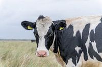 Terschelling Boschplaat nature grazers cows