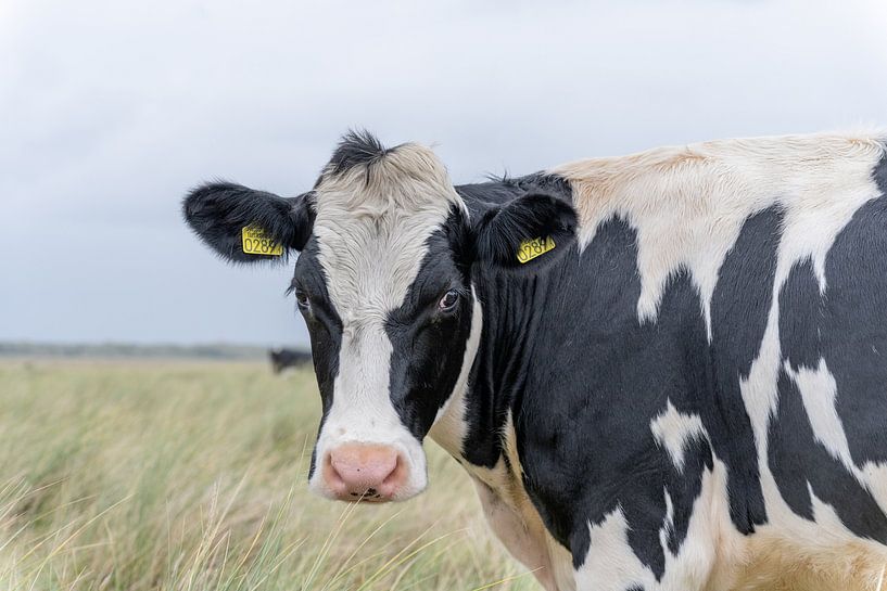 Terschelling Boschplaat Natur Weidevieh Kühe von Yvonne van Driel