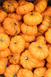 pumpkins by Lizette Warnars