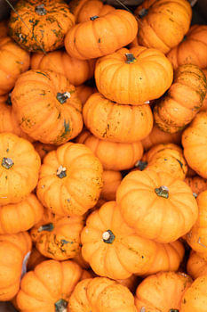 citrouilles
