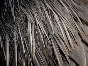 Grey heron (close-up) by Laurens de Waard