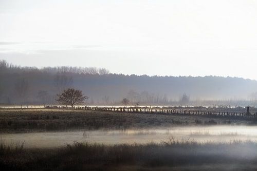 Winter fog during sunset in the Braakman (1b)