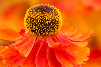 Close up van rode bloem 