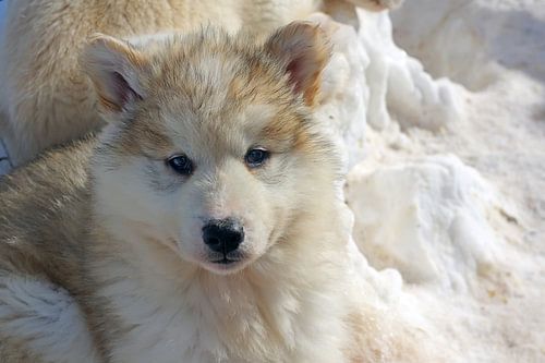 Young husky in Gönland