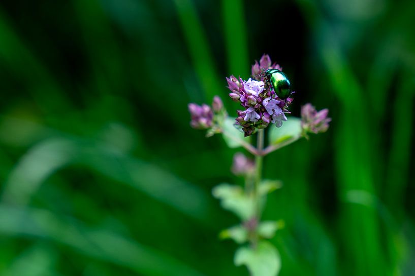 Macrophotographie : animal coléoptère vert sur fleur violette par Daisy Renders