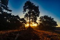 De Drentse heide tijdens zonsopkomst van Gert Hilbink thumbnail
