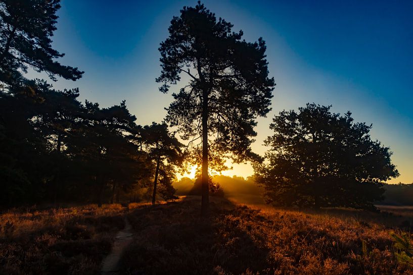 De Drentse heide tijdens zonsopkomst van Gert Hilbink