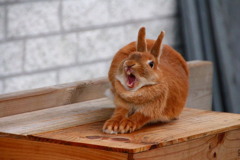 rabbit, pet shop by Eveline De keukelaere