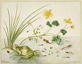 Moerasbloem met de levensfasen van een kikker, Maria Sibylla Merian van Meesterlijcke Meesters thumbnail