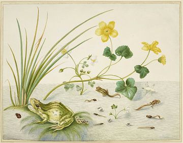 Moerasbloem met de levensfasen van een kikker, Maria Sibylla Merian