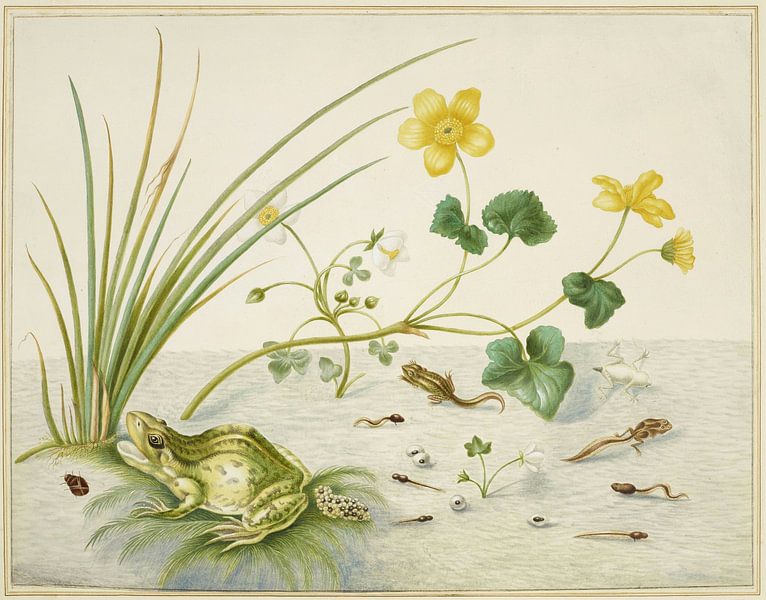 Moerasbloem met de levensfasen van een kikker, Maria Sibylla Merian van Meesterlijcke Meesters