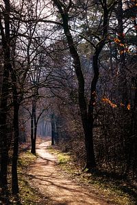Boslaantje bij Driebergen
