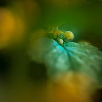 Mysterieuze Lamium III