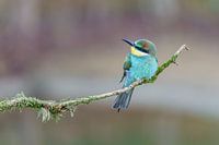 Bee-eater on stick
