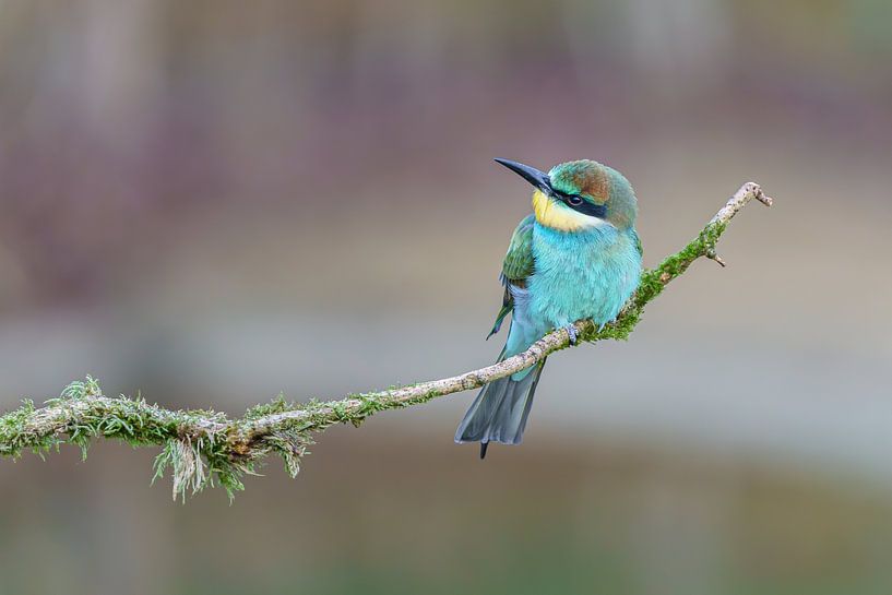 Bee-eater on stick by Marissa Deckers