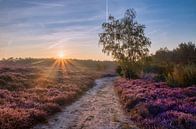 Goodmorning sunshine by Sander Rozemuller thumbnail