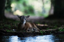 Nature by Larsphotografie