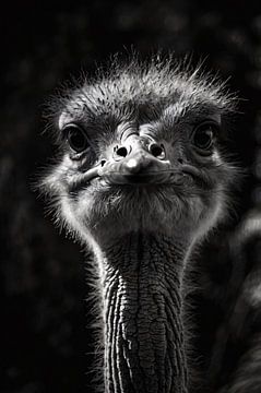 Ostrich in black and white detail by Art & Soul Creations