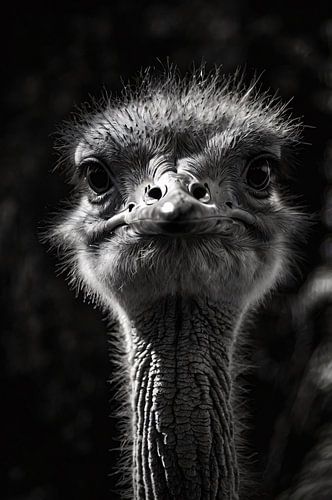Struisvogel in zwart-wit detail