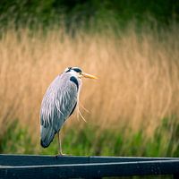 reiger op een houten rans